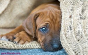 Een huis vol Rhodesian Ridgebacks