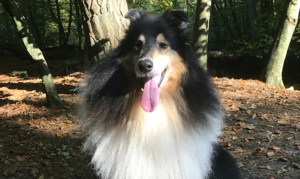 Thaigo Schotse Collie Darf