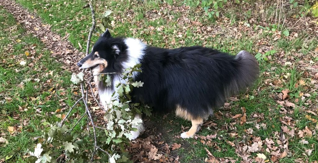 Thaigo Schotse Collie