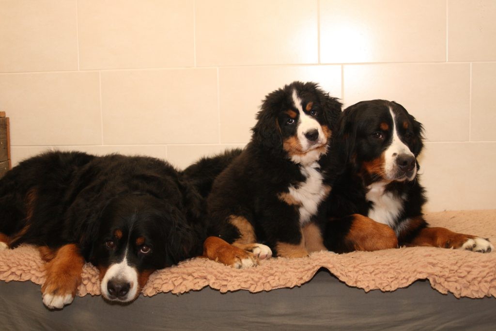 Berner Sennen honden DARF