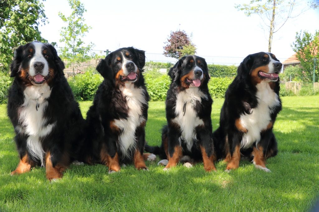 Berner Sennen hond DARF