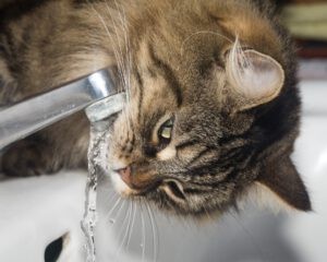 Waarom drinkt mijn kat zoveel?