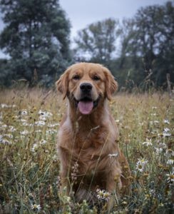 Golden Retrievers hebben werklust in zich