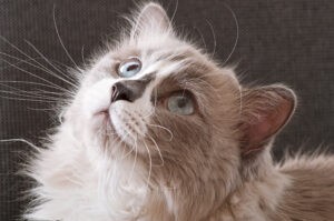 ragdoll kat lang haar