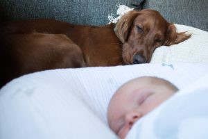 hond laten wennen aan baby