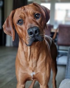 Rhodesian Ridgeback Vigo